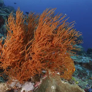 A bright orange Black coral (Antipathes dichotoma) can be seen in the lively coral reef A bright orange Black coral (Antipathes dichotoma) can be seen in the lively coral reef