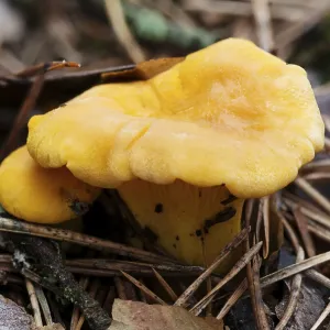 Bright orange edible chanterelle mushrooms growing on the ground in a pine forest Bright orange edible chanterelle mushrooms growing on the ground in a pine forest