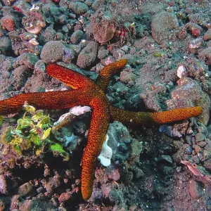 A bright orange Guilding's starfish (Linckia Guildingi) rests on the dark seabed A bright orange Guilding's starfish (Linckia Guildingi) rests on the dark seabed