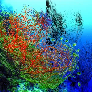 Bright red corals and some fish in the clear blue sea