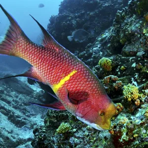 Bright red fish with yellow stripes swimming across a coral reef