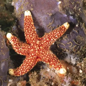 Bright red starfish with white markings Bright red starfish with white markings