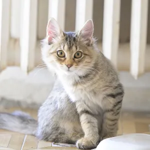 A bright tabby cat in a sitting position indoors with attentive eyes A bright tabby cat in a sitting position indoors with attentive eyes