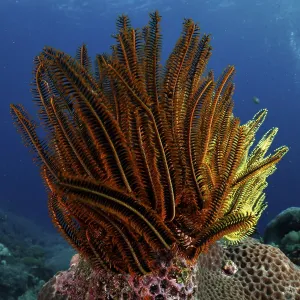 Bright yellow and brown starfish
