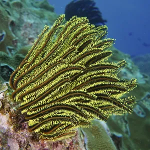 Bright yellow-green Bushy feather star