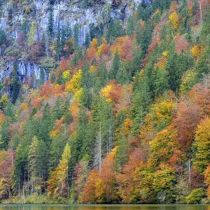 A brightly coloured autumn forest at the foot of a mountain A brightly coloured autumn forest at the foot of a mountain