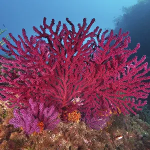 Brilliant red and purple corals