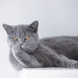 British Cat Print on White Shelf, PoznaN, Poland