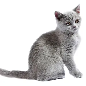 British kitten isolated on the white