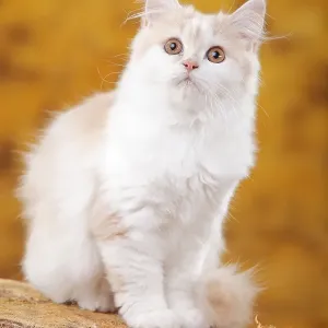 British longhair cat, 6 months British longhair cat, 6 months