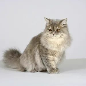 British longhair cat, blue-cream-silver-tabby-mackerel