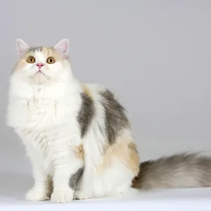 Blue-Cream-White British Longhair Cat Print