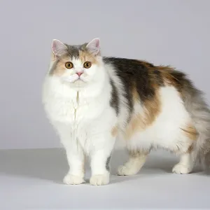 British Longhair cat, blue-cream-white British Longhair cat, blue-cream-white