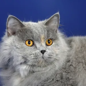 British longhair cat, blue-tortie