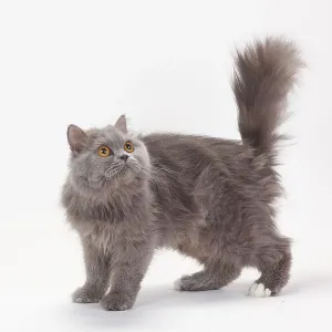 British longhair cat, blue-white British longhair cat, blue-white
