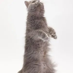 British longhair cat, blue-white British longhair cat, blue-white