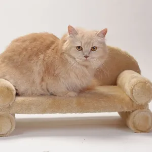 British longhair cat, cream, Highlander