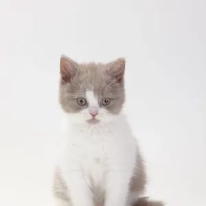 British longhair cat, fawn-white British longhair cat, fawn-white