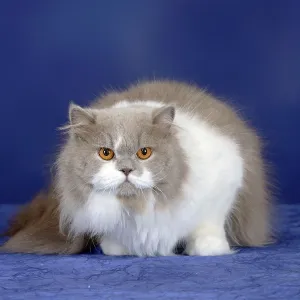 British longhair cat, lilac-white