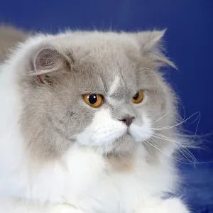 British longhair cat, lilac-white British longhair cat, lilac-white