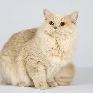 British Longhair Cat Print - Highlander Male Cream