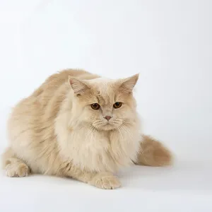 British longhair cat, male, cream British longhair cat, male, cream