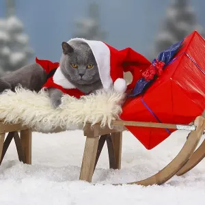 British shorthair cat, blue, male