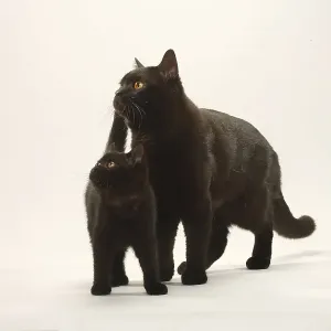 British shorthair cat with kitten
