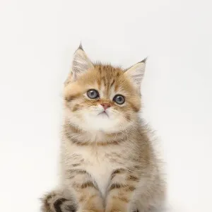 British shorthair cat, kitten, black-golden-shaded British shorthair cat, kitten, black-golden-shaded