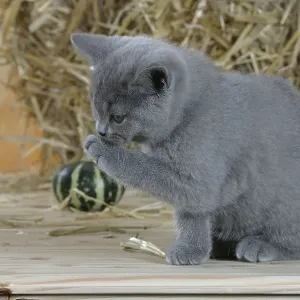 British Shorthair Cat, kitten, blue