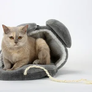 British shorthair cat, lilac-tortie