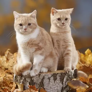 British shorthair cats, cream and cream-white