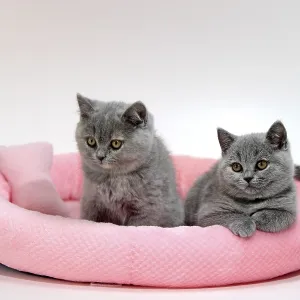 British Shorthair cats, kitten