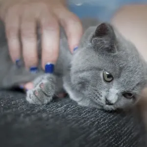 British Shorthair male, 11 weeks old
