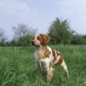 Brittany Spaniel, Dog on Grass