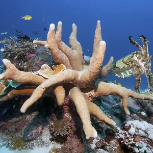 Broad-armed Sepia or broadclub cuttlefish (Sepia latimanus)