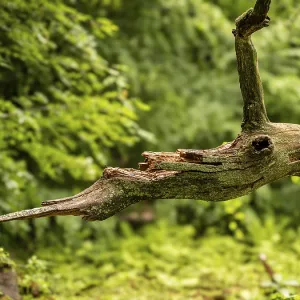 Broken tree branch in the shape of an animal head Broken tree branch in the shape of an animal head
