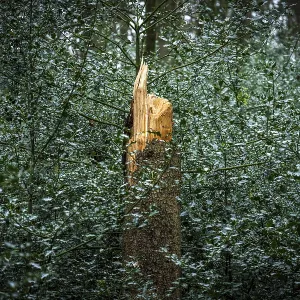 A broken tree trunk stands out in a dense