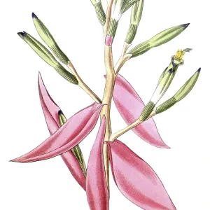 Bromeliad, Bromelia pallida, illustration