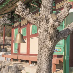 Bronze bell hanging from a tree next to a colorful prayer building at a Buddhist temple in South Korea