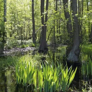 Brook