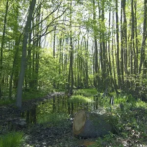 Brook Brook