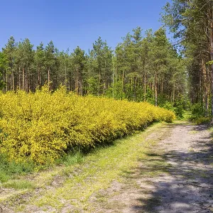 Broom broom (Cytisus scoparius) in bloom in a clearing in the forest