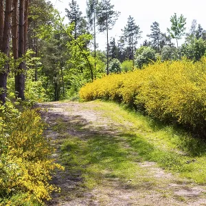 Broom broom (Cytisus scoparius) in bloom in a clearing in the forest