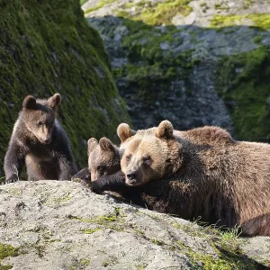 Brown bear (Ursus arctos), bear with cubs Brown bear (Ursus arctos), bear with cubs