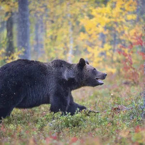 Brown bear (Ursus arctos), in boreal pine forest in autumn
