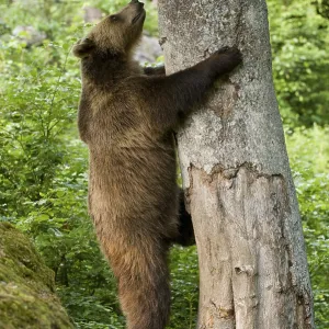 Brown Bear (Ursus arctos) climbing a tree