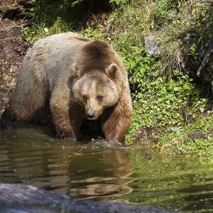 Brown bear (Ursus arctos), female bear Brown bear (Ursus arctos), female bear