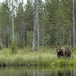 Brown Bear (Ursus arctos), on forest