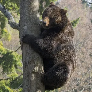 Brown bear (Ursus arctos), male climbing tree Brown bear (Ursus arctos), male climbing tree